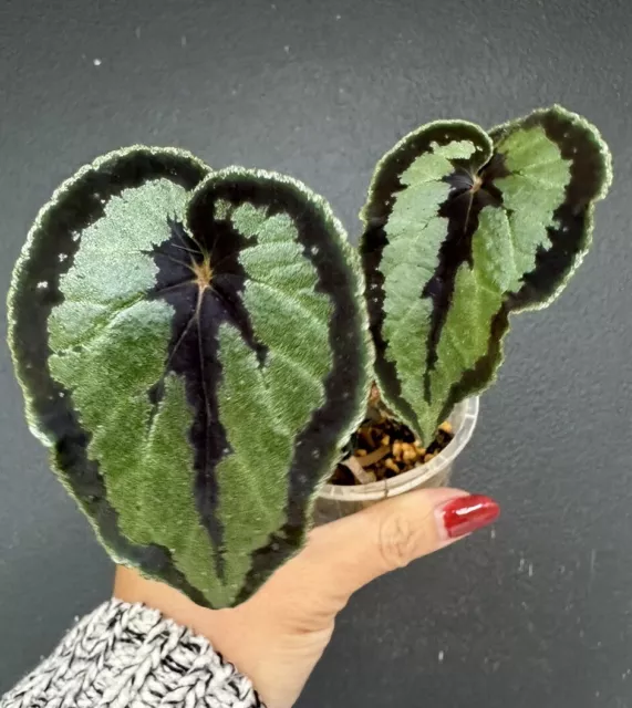 Begonia Dinhdui ** Super Rare Collector’s Plant