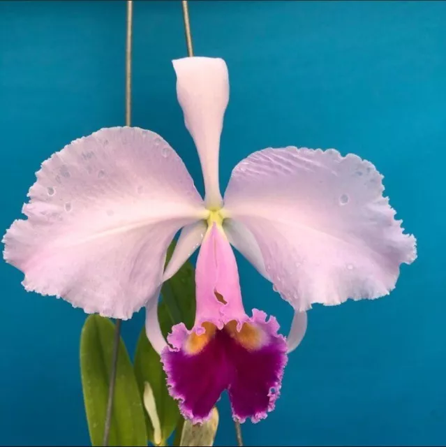 Cattleya trianae coerulea ‘Sergio’ X Dark Fragrant Orchid Species 2.5” Pot