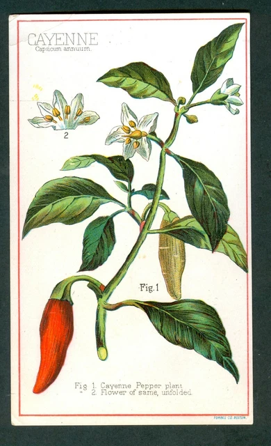 1890s CAYENNE PEPPER h709 Spice SERIES Card GOLD MEDAL COFFEE Boston ADVERTISING