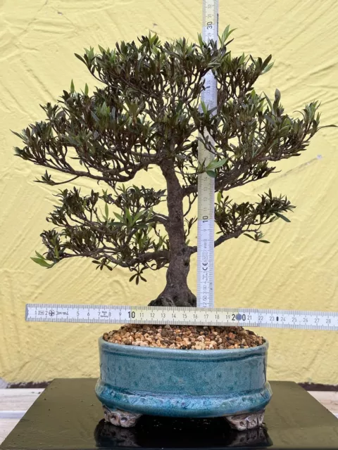 Joe bonsai azalea satsuki 20 anni ciotola ceramica KP nuovo oro biologico