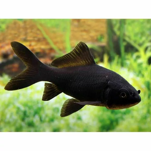 1.75" - 3" Black Comet Goldfish - LIVE FISH cold water pond fish