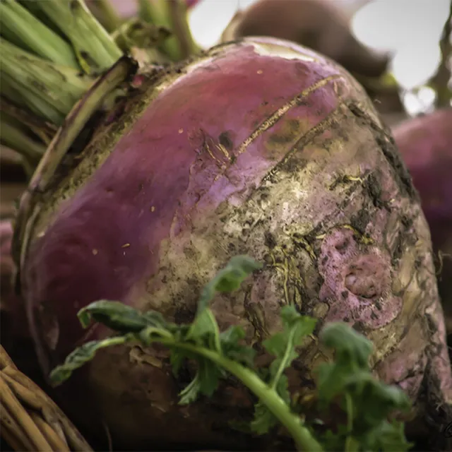 Graines de Chou Navet Rutabaga Champion