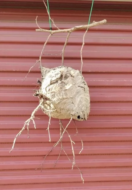 Huge Bald Face Hornets Paper Wasp Bee Hive Nest On Branch