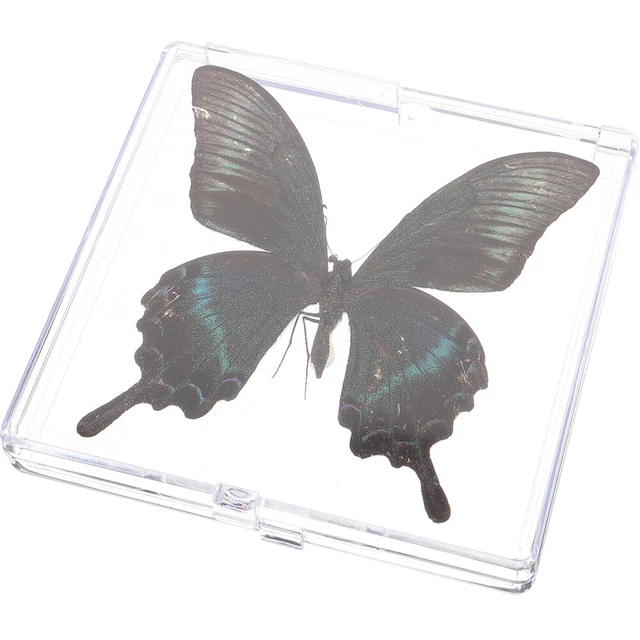 Schmetterlings-Vitrine Aus Holz - Schaukasten Für Insektensammlung (15,5x15x4,7cm)