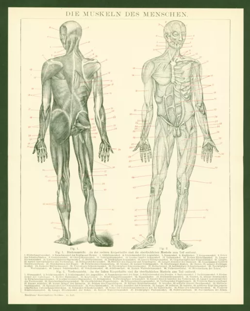 Druck anno 1896 - Medizin Muskeln Anatomie Muskulatur Bizeps Fitness Sport