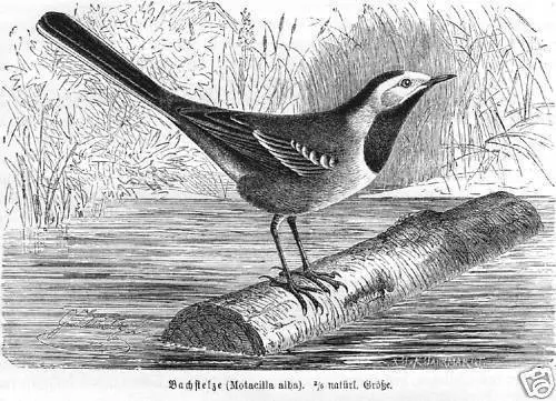 Bachstelze Wippsteert  Motacilla alba Holzstich 1891 Vogel Ornithologie