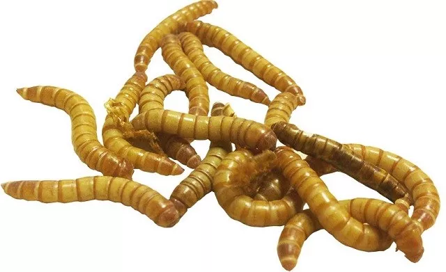 400 Waxworms Bulk Live Reptile Food Livefood waxworm Wax Worms