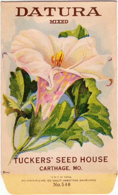 "DATURA" Vintage Flower Seed Packet 1918 "NO SEEDS" Original LITHOGRAPH