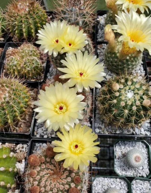 Notocactus schlosseri  (25 seeds)