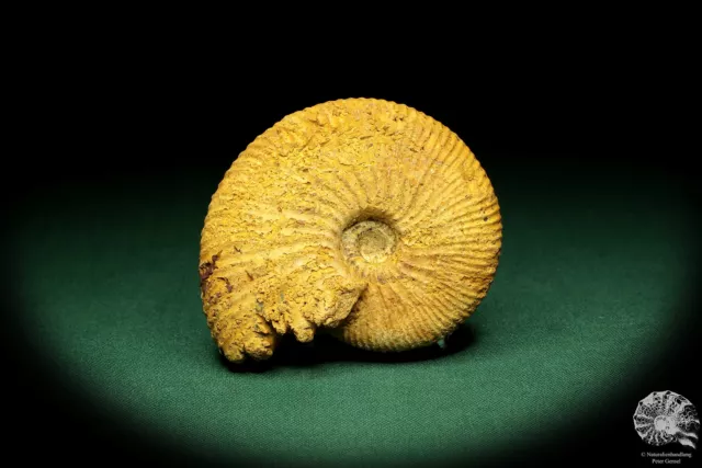 Macrocephalites spec. Madagaskar Oberjura Ammonit Fossil Macrocephalitidae Deko