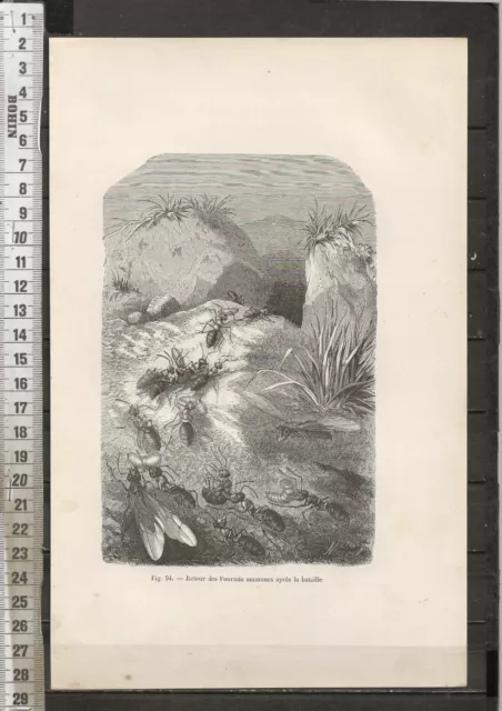 G473 / Gravure /   Retour Des Fourmis Amazones Apres La Bataille