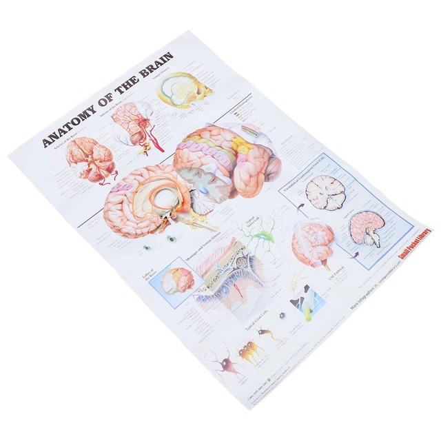 HUMAN BRAIN POSTER Anatomy Chart Muscle Nervous System Office Laminated ...