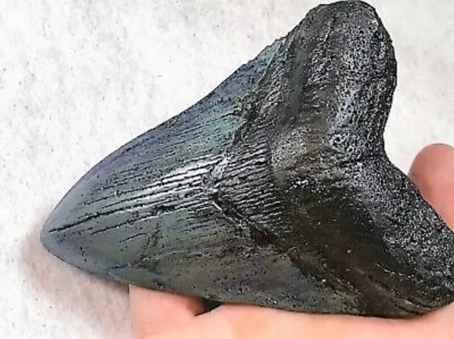 5 Inch Real Megalodon Shark Tooth Big Fossil Giant Genuine Prehistoric Meg Teeth