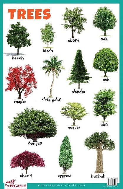 TREES EDUCATIONAL CHART, Pegasus, £7.37 - PicClick UK