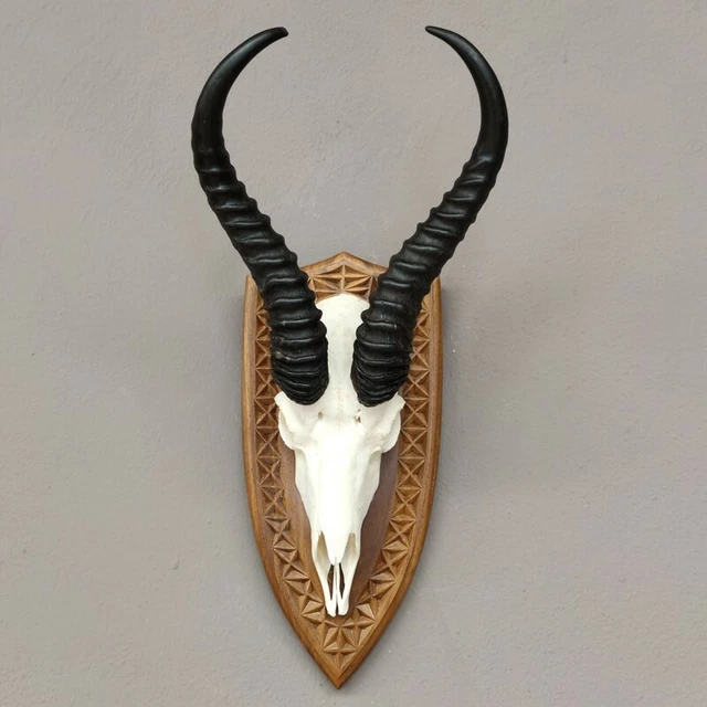 Gacela Antílope Trofeo de Calavera En Escudo de Trofeo Hl 33,5 CM Decoración