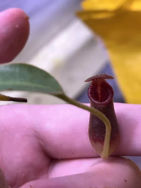 Nepenthes lowii SG