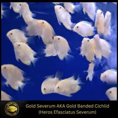 Gold Severum Cichlid - Heros sp. - Live Fish (1.5" - 1.75")