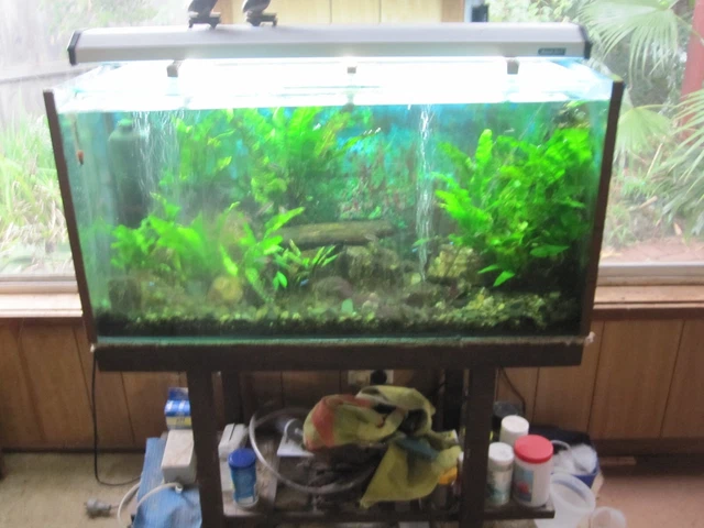 Fish Tank