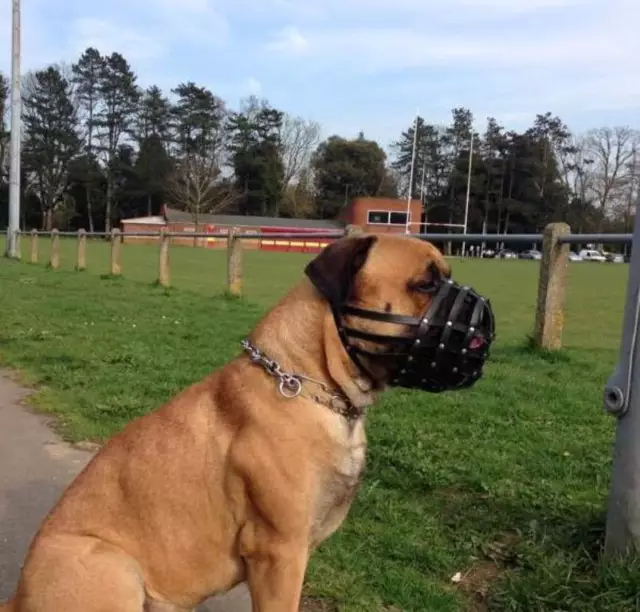 Leather Dog Muzzle for Dogue de Bordeaux and Bullmastiff Mastiff