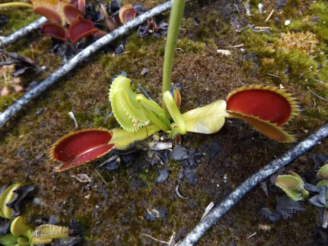 2023-120 Venus Flytrap, semillas de Dionaea-Trevs Drácula, muerte, Lagrosse, Kori doble 3