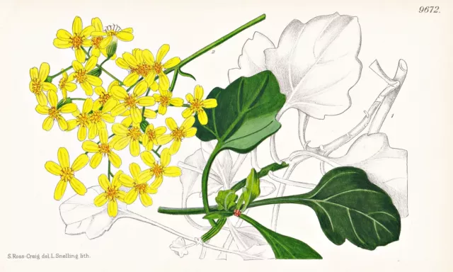 Senecio Angulatus South Africa Botanik flower botany Lithographie Curtis 9672