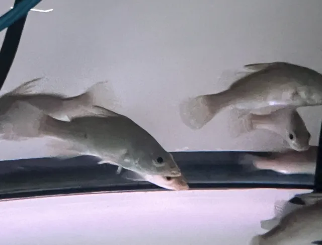 LIVE TROPICAL Fish ~Nile perch (Lates niloticus) 4 inch juv