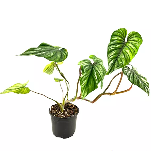 Philodendron plowmanii Rarität rare aroid Philodendron Monstera pot Topf