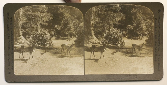 Japan Forest Glade Foto Stereo P49p1n Vintage Citrat 1905