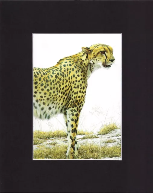 8X10" Matted Print Art Painting Picture, Robert Bateman: Cheetah, 1972
