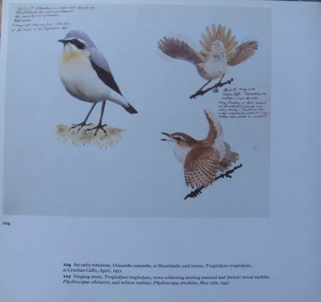 Beau Vintage Tunnicliffe Oiseau Imprimé~Wheatear & Roitelet