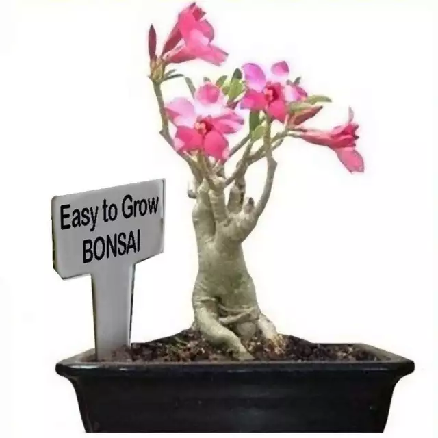 Adenium Obesum - Wüstenrose - Selbst-Bonsai-Pflanzensamen - einfach anzubauen