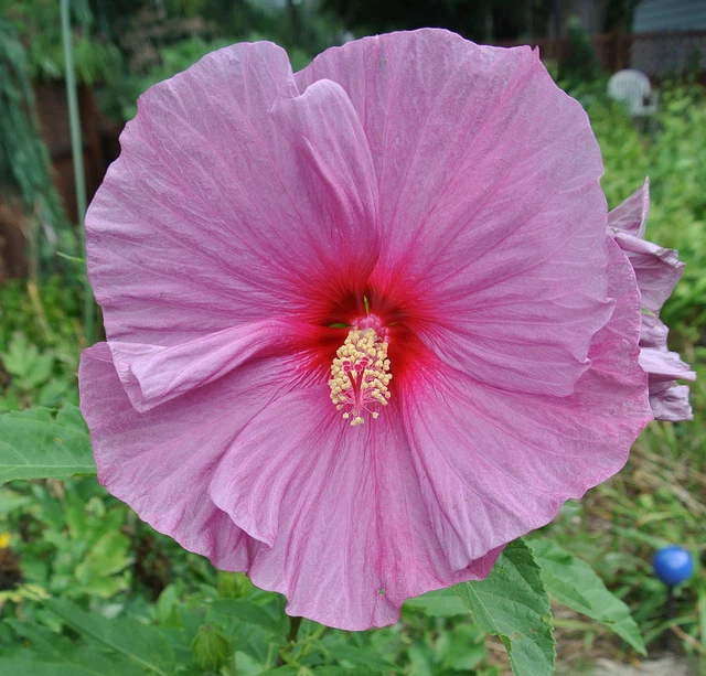 SAMEN WINTERHART SAMEN vorziehen RiesenHibiskus Pflanzensamen