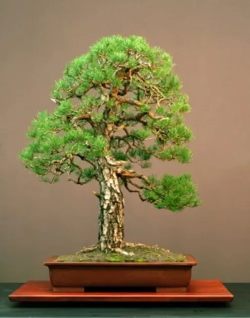 Pinus sylvestris (Scots Pine) - 25 seeds