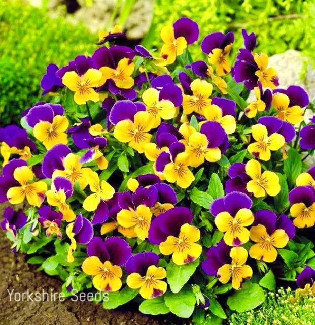 Viola Cornuta Large Flower Mix - 60x seeds - Flowers