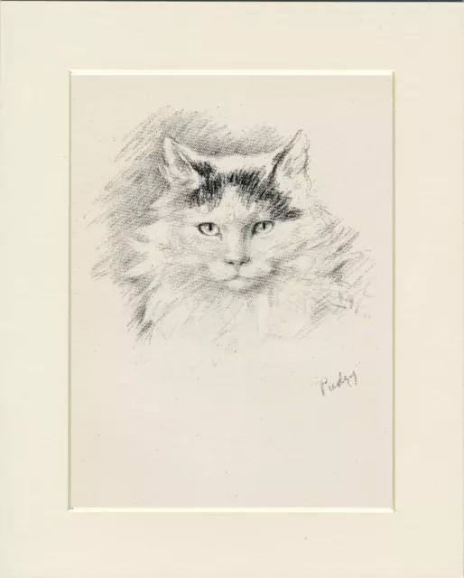 Lovely Cat Head Study Original Old  1946 Cat Art Print By Lucy Dawson  Mounted