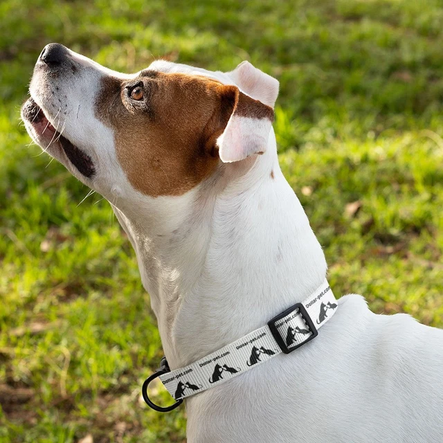 Dollar-pet Cat and Dog Collar