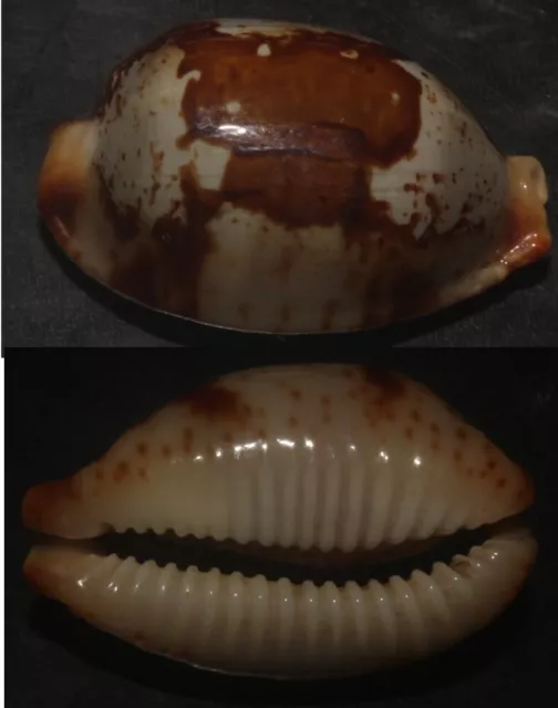 Tonyshells Seashells  Cypraea stolida STOLID COWRIE EXCEPTIONAL BLOTCH 29mm GEM