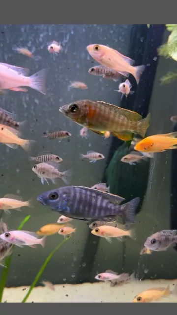 (6 PACK) African Cichlid Juveniles  1.5- 2.5+” Mixed Peacocks Free Shipping