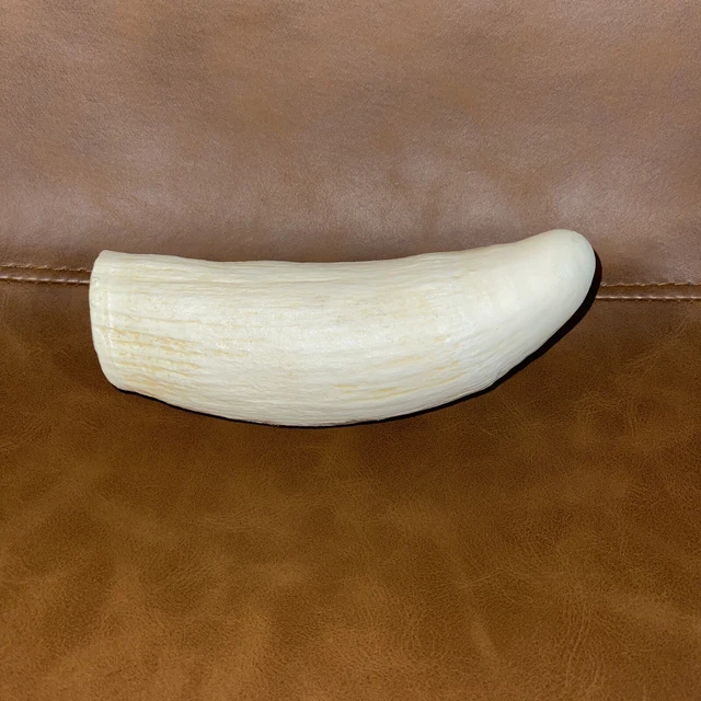 Whale Tooth, Imitation polyurethane  Scrimshaw, Engraving