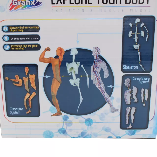 Explore Your Body Model - Build and Learn - Skeleton and Muscle Model 2