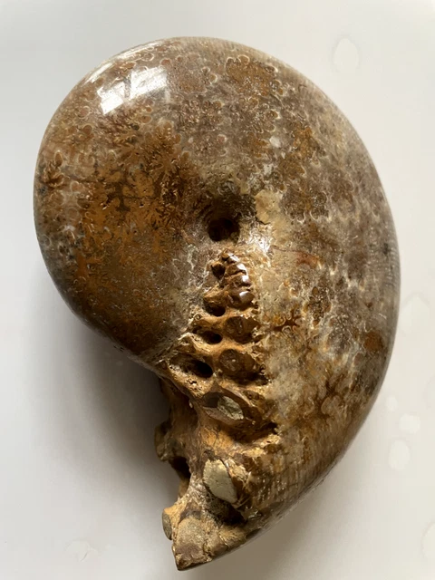 Magnifique Ammonite fossile sur gangue - Collection