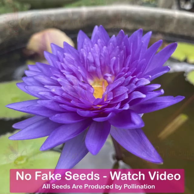 Nymphaea Pond Lily Seeds King Of Siam Water Lilies Water Plant 20+ Seeds