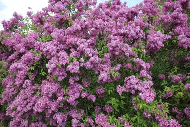 8 PURPLE OLD FASHION LILAC BUSHES - 9-14" Tall -Potted -The Most Fragrant Lilac