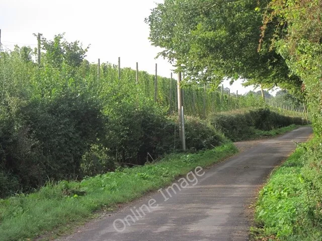 Photo 6x4 Hop field Linkhill 2 c2011