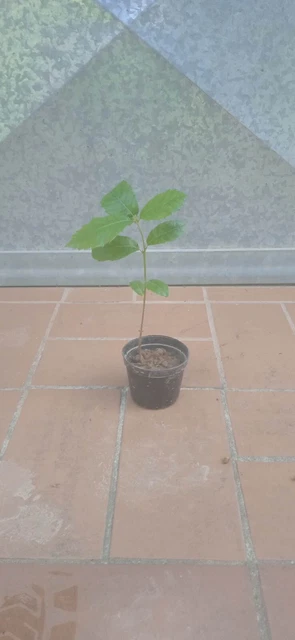 PIANTA DI QUERCUS QUERCIA VALLONEA (foto Reale) VASO 12 CM H. 60/70 CM - Foto 13
