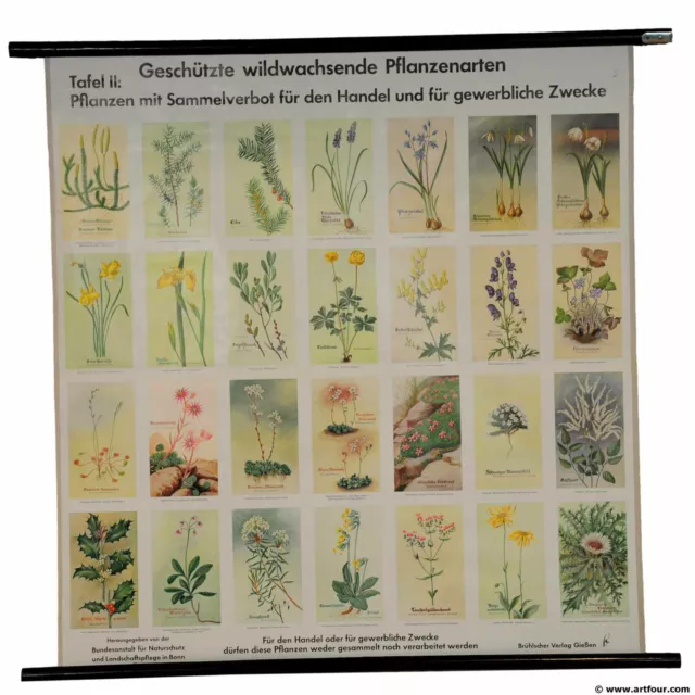 Wandkarte Landhausstil vintage Rollbild geschützte wild wachsende Pflanzenarten