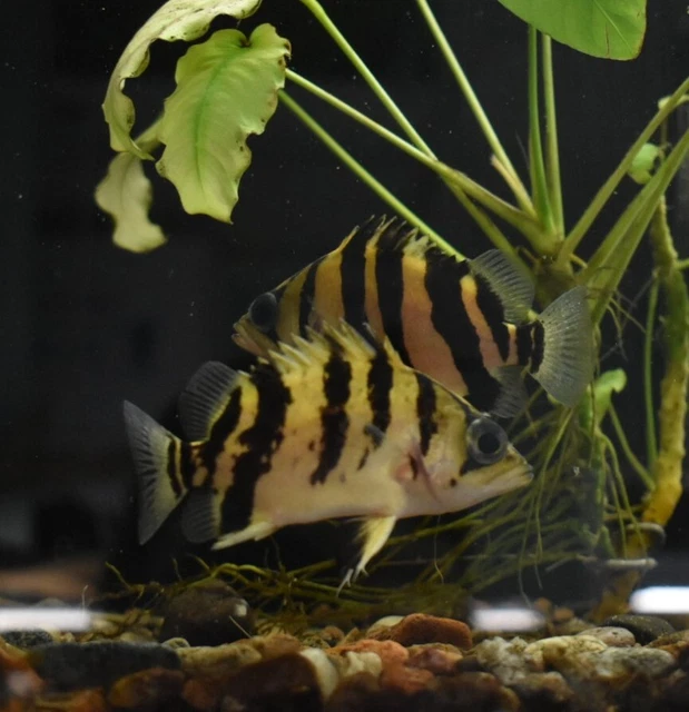 Live Indonesian Tiger Datnoid (4" Freshwater Aquarium Fish) *PLS READ DESCR* 12