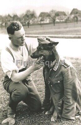 WW2 Picture Photo Dog with a German Uniform of the Soldier 3954