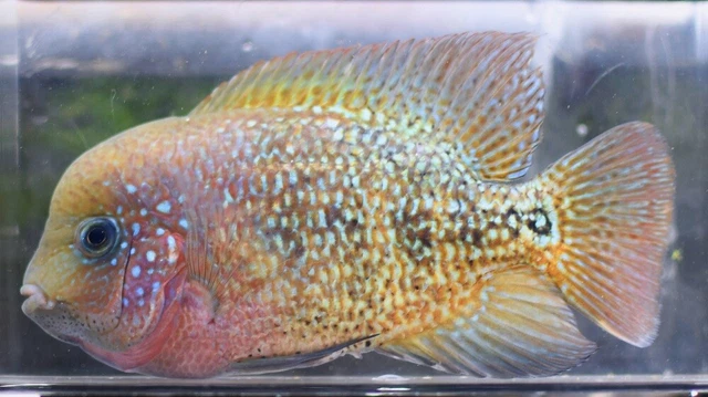 2"-3" Red Head Synspilum Cichlid LIVE FISH Read Description