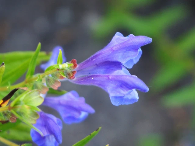 250 Scutellaria baicalensis Seeds - Baikal Scullcap Seeds - Medicinal Herb